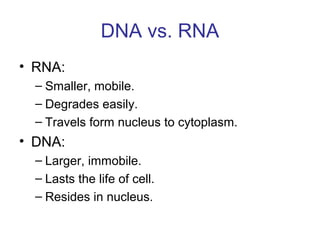 DNA vs. RNA
• RNA:
– Smaller, mobile.
– Degrades easily.
– Travels form nucleus to cytoplasm.
• DNA:
– Larger, immobile.
– Lasts the life of cell.
– Resides in nucleus.
 