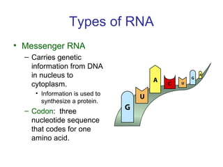 Types of RNA
• Messenger RNA
– Carries genetic
information from DNA
in nucleus to
cytoplasm.
• Information is used to
synthesize a protein.
– Codon: three
nucleotide sequence
that codes for one
amino acid.
 