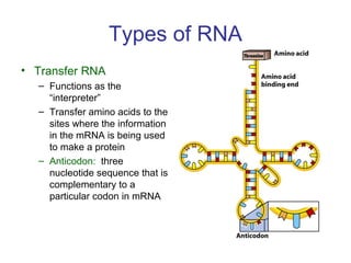 Types of RNA
• Transfer RNA
– Functions as the
“interpreter”
– Transfer amino acids to the
sites where the information
in the mRNA is being used
to make a protein
– Anticodon: three
nucleotide sequence that is
complementary to a
particular codon in mRNA
 