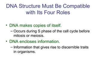 DNA Structure Must Be Compatible
with Its Four Roles
• DNA makes copies of itself.
– Occurs during S phase of the cell cycle before
mitosis or meiosis.
• DNA encloses information.
– Information that gives rise to discernible traits
in organisms.
 