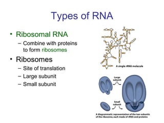 Types of RNA
• Ribosomal RNA
– Combine with proteins
to form ribosomes
• Ribosomes
– Site of translation
– Large subunit
– Small subunit
 