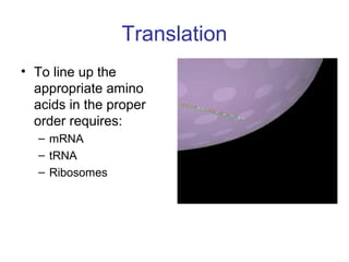 Translation
• To line up the
appropriate amino
acids in the proper
order requires:
– mRNA
– tRNA
– Ribosomes
 