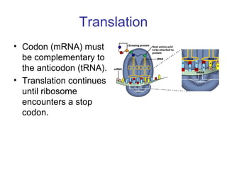 Translation
• Codon (mRNA) must
be complementary to
the anticodon (tRNA).
• Translation continues
until ribosome
encounters a stop
codon.
 