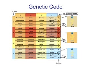 Genetic Code
 