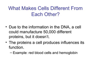 What Makes Cells Different From
Each Other?
• Due to the information in the DNA, a cell
could manufacture 50,000 different
proteins, but it doesn’t.
• The proteins a cell produces influences its
function.
– Example: red blood cells and hemoglobin
 