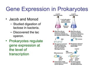 Gene Expression in Prokaryotes
• Jacob and Monod
– Studied digestion of
lactose in bacteria.
– Discovered the lac
operon.
• Prokaryotes regulate
gene expression at
the level of
transcription
 
