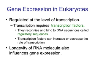 Gene Expression in Eukaryotes
• Regulated at the level of transcription.
– Transcription requires transcription factors.
• They recognize and bind to DNA sequences called
regulatory sequences
• Transcription factors can increase or decrease the
rate of transcription
• Longevity of RNA molecule also
influences gene expression.
 