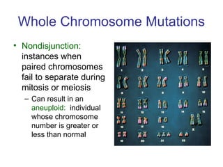 Whole Chromosome Mutations
• Nondisjunction:
instances when
paired chromosomes
fail to separate during
mitosis or meiosis
– Can result in an
aneuploid: individual
whose chromosome
number is greater or
less than normal
 