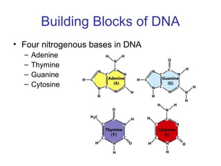 Building Blocks of DNA
• Four nitrogenous bases in DNA
– Adenine
– Thymine
– Guanine
– Cytosine
 