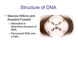Structure of DNA
• Maurice Wilkins and
Rosalind Franklin
– Attempted to
determine structure of
DNA.
– Discovered DNA was
a helix.
 