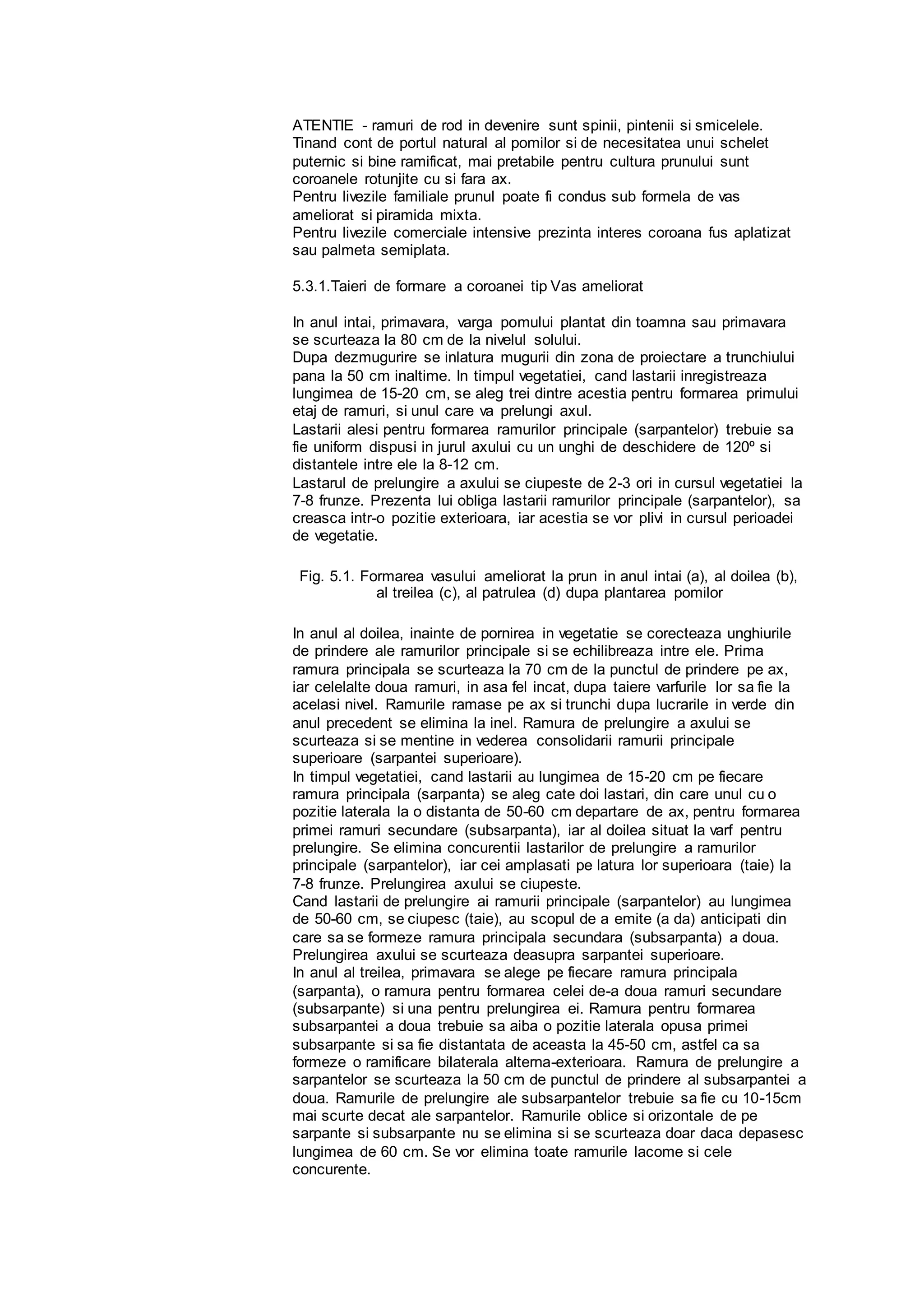 ATENTIE - ramuri de rod in devenire sunt spinii, pintenii si smicelele.
Tinand cont de portul natural al pomilor si de necesitatea unui schelet
puternic si bine ramificat, mai pretabile pentru cultura prunului sunt
coroanele rotunjite cu si fara ax.
Pentru livezile familiale prunul poate fi condus sub formela de vas
ameliorat si piramida mixta.
Pentru livezile comerciale intensive prezinta interes coroana fus aplatizat
sau palmeta semiplata.
5.3.1.Taieri de formare a coroanei tip Vas ameliorat
In anul intai, primavara, varga pomului plantat din toamna sau primavara
se scurteaza la 80 cm de la nivelul solului.
Dupa dezmugurire se inlatura mugurii din zona de proiectare a trunchiului
pana la 50 cm inaltime. In timpul vegetatiei, cand lastarii inregistreaza
lungimea de 15-20 cm, se aleg trei dintre acestia pentru formarea primului
etaj de ramuri, si unul care va prelungi axul.
Lastarii alesi pentru formarea ramurilor principale (sarpantelor) trebuie sa
fie uniform dispusi in jurul axului cu un unghi de deschidere de 120º si
distantele intre ele la 8-12 cm.
Lastarul de prelungire a axului se ciupeste de 2-3 ori in cursul vegetatiei la
7-8 frunze. Prezenta lui obliga lastarii ramurilor principale (sarpantelor), sa
creasca intr-o pozitie exterioara, iar acestia se vor plivi in cursul perioadei
de vegetatie.
Fig. 5.1. Formarea vasului ameliorat la prun in anul intai (a), al doilea (b),
al treilea (c), al patrulea (d) dupa plantarea pomilor
In anul al doilea, inainte de pornirea in vegetatie se corecteaza unghiurile
de prindere ale ramurilor principale si se echilibreaza intre ele. Prima
ramura principala se scurteaza la 70 cm de la punctul de prindere pe ax,
iar celelalte doua ramuri, in asa fel incat, dupa taiere varfurile lor sa fie la
acelasi nivel. Ramurile ramase pe ax si trunchi dupa lucrarile in verde din
anul precedent se elimina la inel. Ramura de prelungire a axului se
scurteaza si se mentine in vederea consolidarii ramurii principale
superioare (sarpantei superioare).
In timpul vegetatiei, cand lastarii au lungimea de 15-20 cm pe fiecare
ramura principala (sarpanta) se aleg cate doi lastari, din care unul cu o
pozitie laterala la o distanta de 50-60 cm departare de ax, pentru formarea
primei ramuri secundare (subsarpanta), iar al doilea situat la varf pentru
prelungire. Se elimina concurentii lastarilor de prelungire a ramurilor
principale (sarpantelor), iar cei amplasati pe latura lor superioara (taie) la
7-8 frunze. Prelungirea axului se ciupeste.
Cand lastarii de prelungire ai ramurii principale (sarpantelor) au lungimea
de 50-60 cm, se ciupesc (taie), au scopul de a emite (a da) anticipati din
care sa se formeze ramura principala secundara (subsarpanta) a doua.
Prelungirea axului se scurteaza deasupra sarpantei superioare.
In anul al treilea, primavara se alege pe fiecare ramura principala
(sarpanta), o ramura pentru formarea celei de-a doua ramuri secundare
(subsarpante) si una pentru prelungirea ei. Ramura pentru formarea
subsarpantei a doua trebuie sa aiba o pozitie laterala opusa primei
subsarpante si sa fie distantata de aceasta la 45-50 cm, astfel ca sa
formeze o ramificare bilaterala alterna-exterioara. Ramura de prelungire a
sarpantelor se scurteaza la 50 cm de punctul de prindere al subsarpantei a
doua. Ramurile de prelungire ale subsarpantelor trebuie sa fie cu 10-15cm
mai scurte decat ale sarpantelor. Ramurile oblice si orizontale de pe
sarpante si subsarpante nu se elimina si se scurteaza doar daca depasesc
lungimea de 60 cm. Se vor elimina toate ramurile lacome si cele
concurente.
 