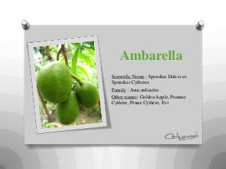 Ambarella
Scientific Name : Spondias Dulcis or
Spondias Cytherea
Family : Anacardiacées
Other names: Golden Apple, Pomme
Cythère, Prune Cythère, Evi
 