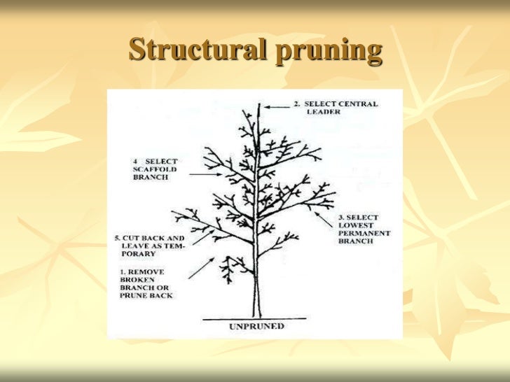 4 types of pruning