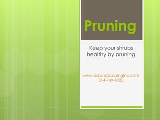 Pruning
  Keep your shrubs
 healthy by pruning


www.asLandscapingInc.com
      314-749-1005
 