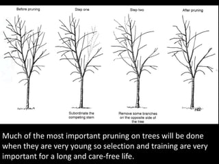 Everything you ever wanted to know about pruning trees, shrubs and ...