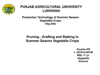 PUNJAB AGRICULTURAL UNIVERSITY
LUDHIANA
Production Technology of Summer Season
Vegetable Crops
(Veg 502)
Pruning , Grafting and Staking in
Summer Season Vegetable Crops
Anusha KR
L -2019-H-205-M
MSc 1st yr.
Vegetable
Science
 