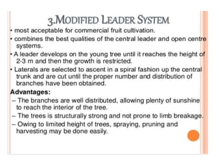 Pruning and training | PPTX