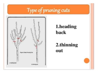 Pruning and training | PPTX