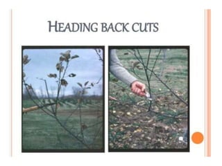 Pruning and training | PPTX