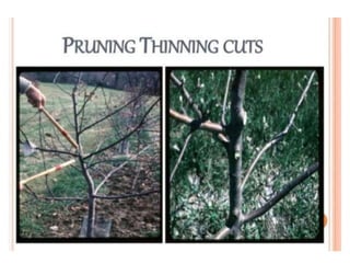 Pruning and training | PPTX