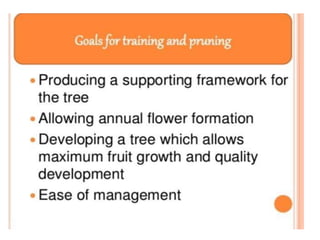 Pruning and training | PPTX