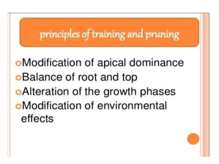 Pruning and training | PPTX