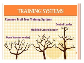 Pruning and training | PPTX