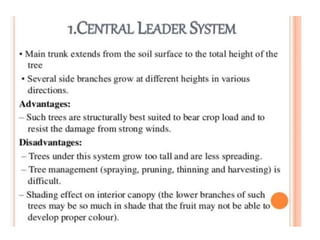Pruning and training | PPTX