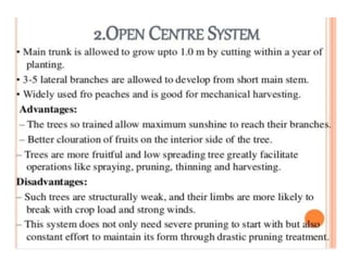 Pruning and training | PPTX