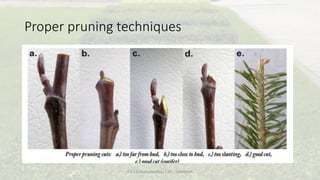 Pruning and Training of Trees.pdf