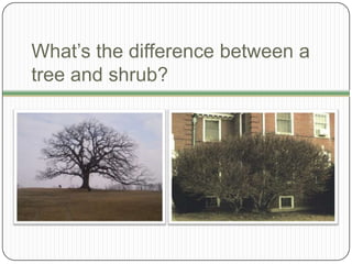 What’s the difference between a tree and shrub?<br />