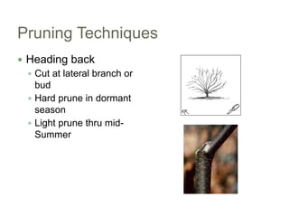 Pruning Techniques<br />Heading back<br />Cut at lateral branch or bud<br />Hard prune in dormant season<br />Light prune ...