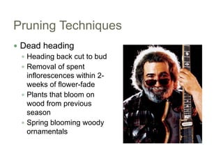 Pruning Techniques<br />Dead heading<br />Heading back cut to bud<br />Removal of spent inflorescences within 2-weeks of f...