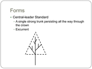 Forms<br />Central-leader Standard<br />A single strong trunk persisting all the way through the crown<br />Excurrent<br />