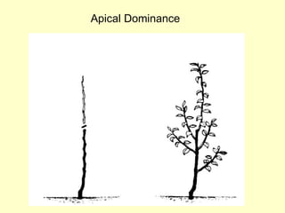 Grow Your Own, Nevada! Spring 2012: Training and Pruning Fruit Trees | PPT