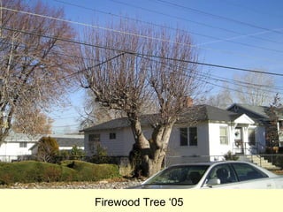Firewood Tree ‘05
 