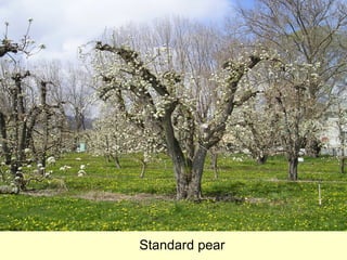 Standard pear
 