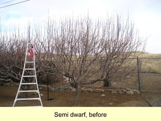 Semi dwarf, before
 