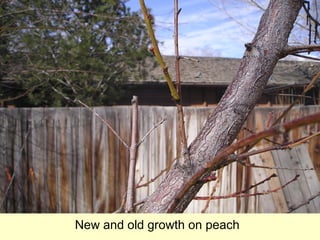 Grow Your Own, Nevada! Spring 2012: Training and Pruning Fruit Trees