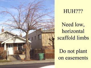 HUH???

  Need low,
  horizontal
scaffold limbs

Do not plant
on easements
 