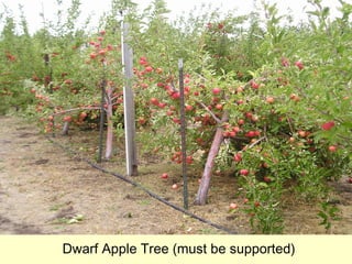Dwarf Apple Tree (must be supported)
 