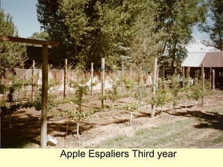 Apple Espaliers Third year
 