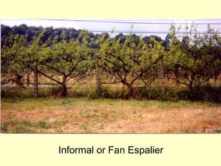 Informal or Fan Espalier
 