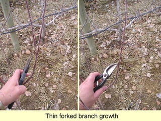 Thin forked branch growth
 
