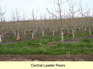 Central Leader Pears
 