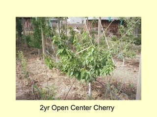 2yr Open Center Cherry
 