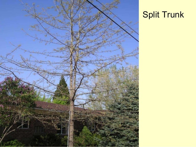 Grow Your Own, Nevada! Spring 2012: Training and Pruning ...