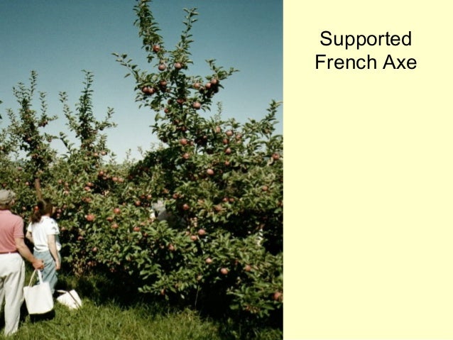 Pruning Fruit Trees In Colorado | Fruit Trees