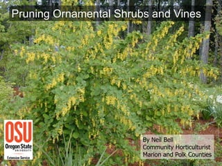 Pruning Ornamental Shrubs and Vines




                        By Neil Bell
                        Community Horticulturist
                        Marion and Polk Counties
 