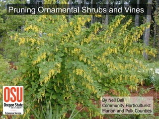Pruning Rhus Tree Pruningshrubs Part 1 | PDF